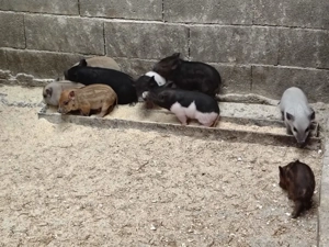 Porci vietnamezi  - imagine 5