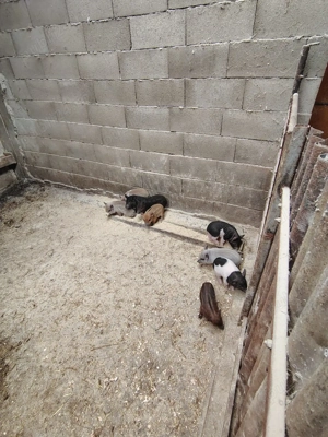 Porci vietnamezi  - imagine 3