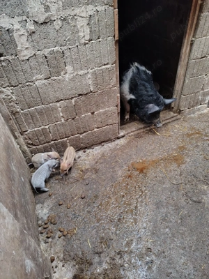 Porci vietnamezi  - imagine 2