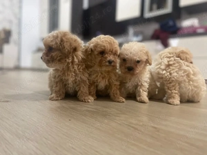 Catei maltipoo - imagine 2