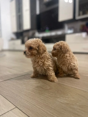 Catei maltipoo - imagine 5