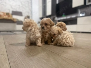 Catei maltipoo - imagine 3
