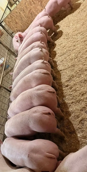 porci 40,45 kg pret 800 lei 