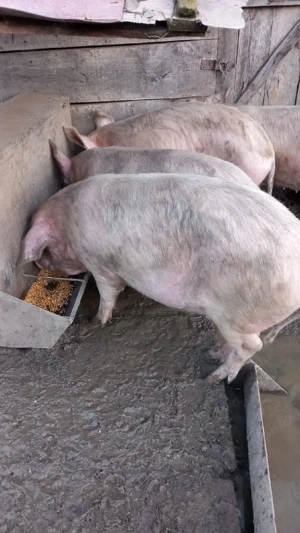 Porci de vânzare  - imagine 2