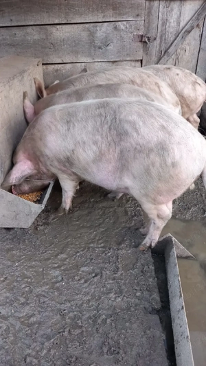 Porci de vânzare  - imagine 3