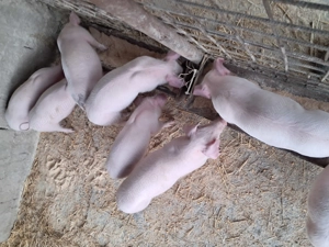 Purcei landrace de vinzare. - imagine 5