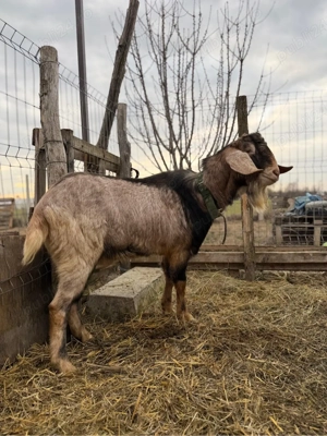 vand tap foarte bun pentru monta - imagine 3