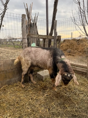 vand tap foarte bun pentru monta - imagine 4