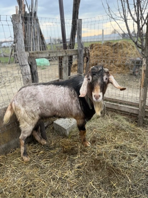 vand tap foarte bun pentru monta - imagine 5