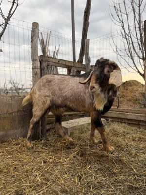 vand tap foarte bun pentru monta - imagine 2