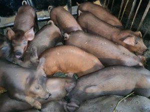 Purcei Duroc - imagine 2