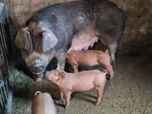 Purcei Duroc - imagine 3