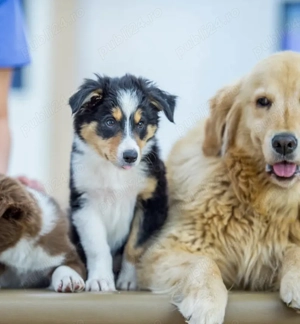 Angajăm medic veterinar cu sau fără experiență! - imagine 2