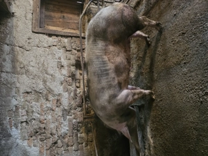 Vând scroafă pentru taiere - imagine 3