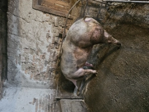 Vând scroafă pentru taiere - imagine 4