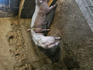 Vând 2 scrofițe pentru montă - imagine 4