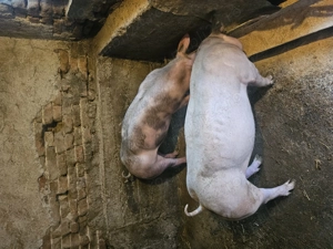 Vând 2 scrofițe pentru montă