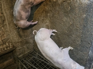 Vând 2 scrofițe pentru montă - imagine 2