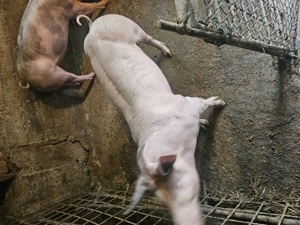 Vând 2 scrofițe pentru montă - imagine 3