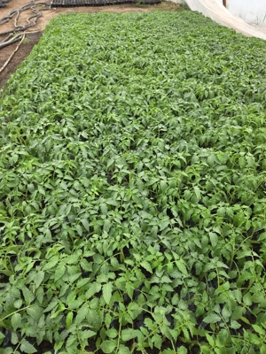 vand rasaduri de rosii