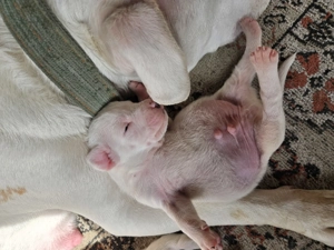 Vând  cățeluși  Amstaff  - imagine 3