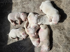 Vând  cățeluși  Amstaff  - imagine 5