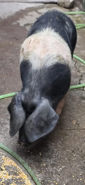 Scroafă BAZNA, de top