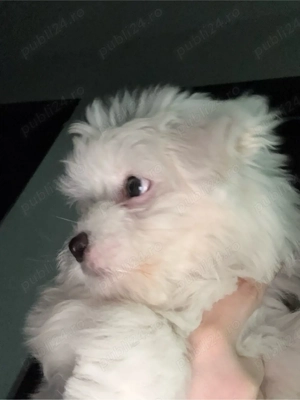 Bichon Miny Toy  - imagine 3