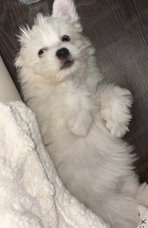 Bichon Miny Toy  - imagine 4