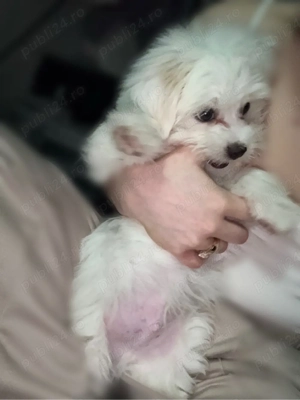 Bichon Miny Toy  - imagine 2