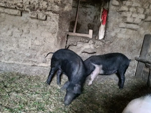 purcei de vânzare 40kg - imagine 3