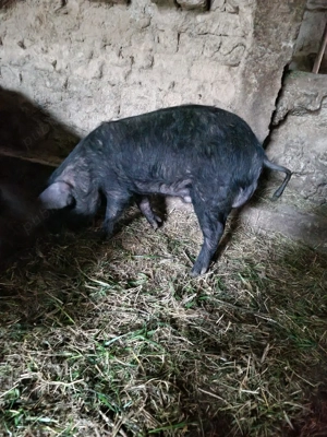 purcei de vânzare 40kg - imagine 2