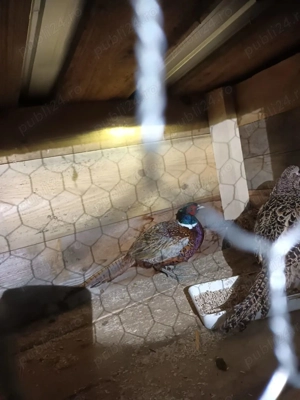 Fazani  de vanzare adulți. - imagine 2