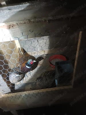 Fazani  de vanzare adulți. - imagine 4