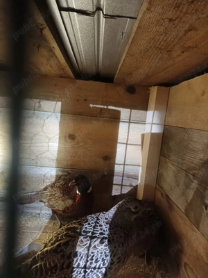 Fazani  de vanzare adulți. - imagine 3