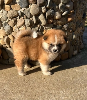 Akita Inu pedigree tip A - imagine 2