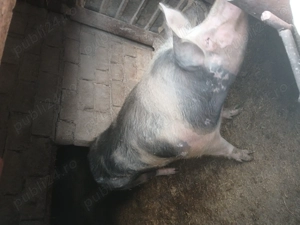 Vand porc crescut in gospodarie - imagine 2