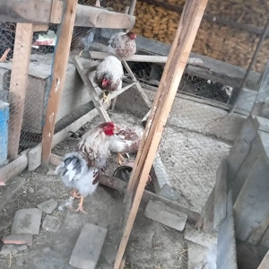 Vând familie wiandotte rosu pe alb  - imagine 3