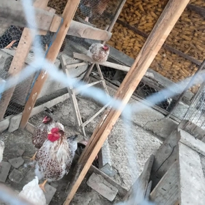 Vând familie wiandotte rosu pe alb  - imagine 5