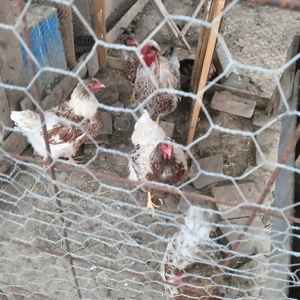 Vând familie wiandotte rosu pe alb  - imagine 2