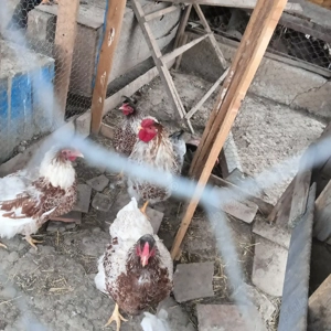 Vând familie wiandotte rosu pe alb  - imagine 4