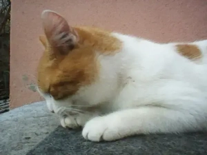 ofer spre adopție pui de pisica Buzău  - imagine 5