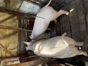 Porci de vânzare pentru scroafă tăiat - imagine 3