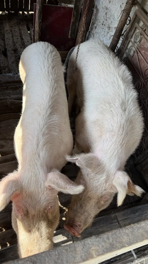 Porci de vânzare pentru scroafă tăiat - imagine 2