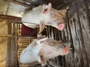 Porci de vânzare pentru scroafă tăiat