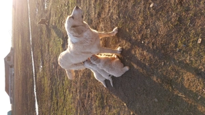 De vânzare căței ciobănesc de Bucovina cu Mioritic - imagine 2