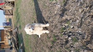 De vânzare căței ciobănesc de Bucovina cu Mioritic - imagine 3