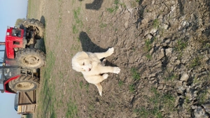 De vânzare căței ciobănesc de Bucovina cu Mioritic - imagine 4