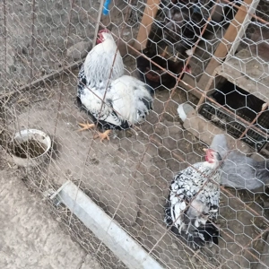 vând familei de wiandotte  - imagine 3