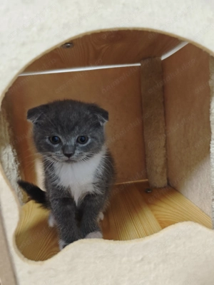 Scottish fold  - imagine 3